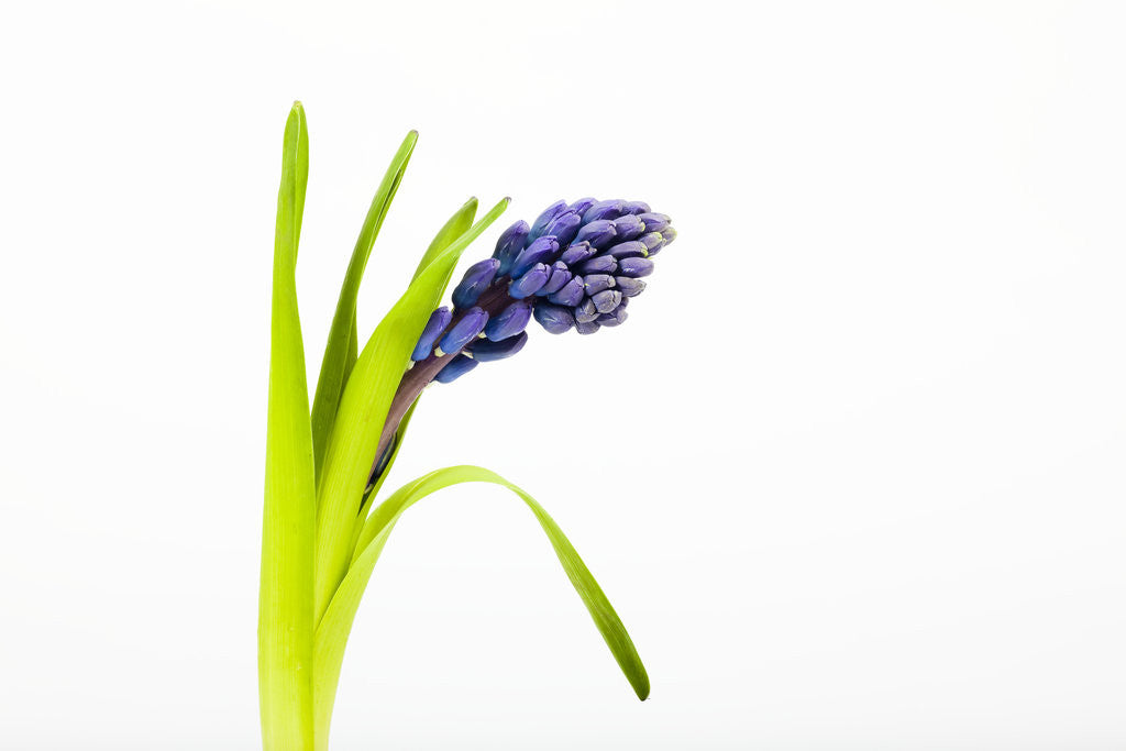 Detail of Purple hyacinth by Anonymous