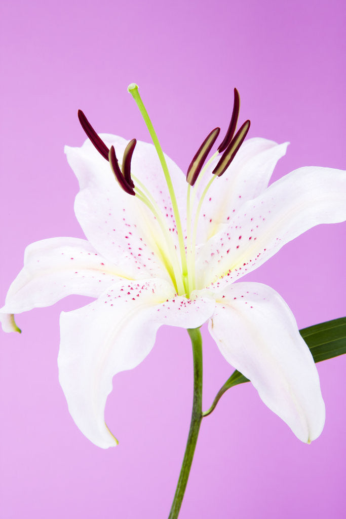 Detail of Lily flower by Anonymous