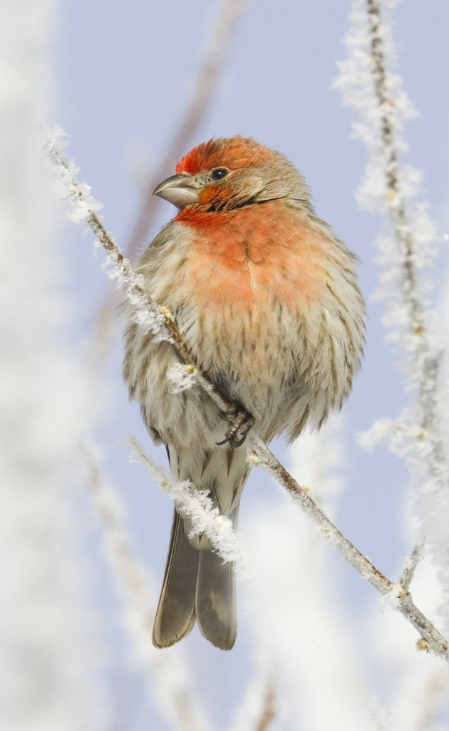 Detail of Male house finch on hoarfrost-covered tree in winter by Anonymous