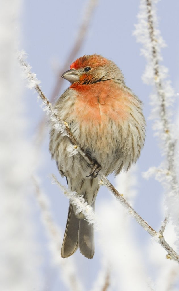 Detail of Male house finch on hoarfrost-covered tree in winter by Corbis
