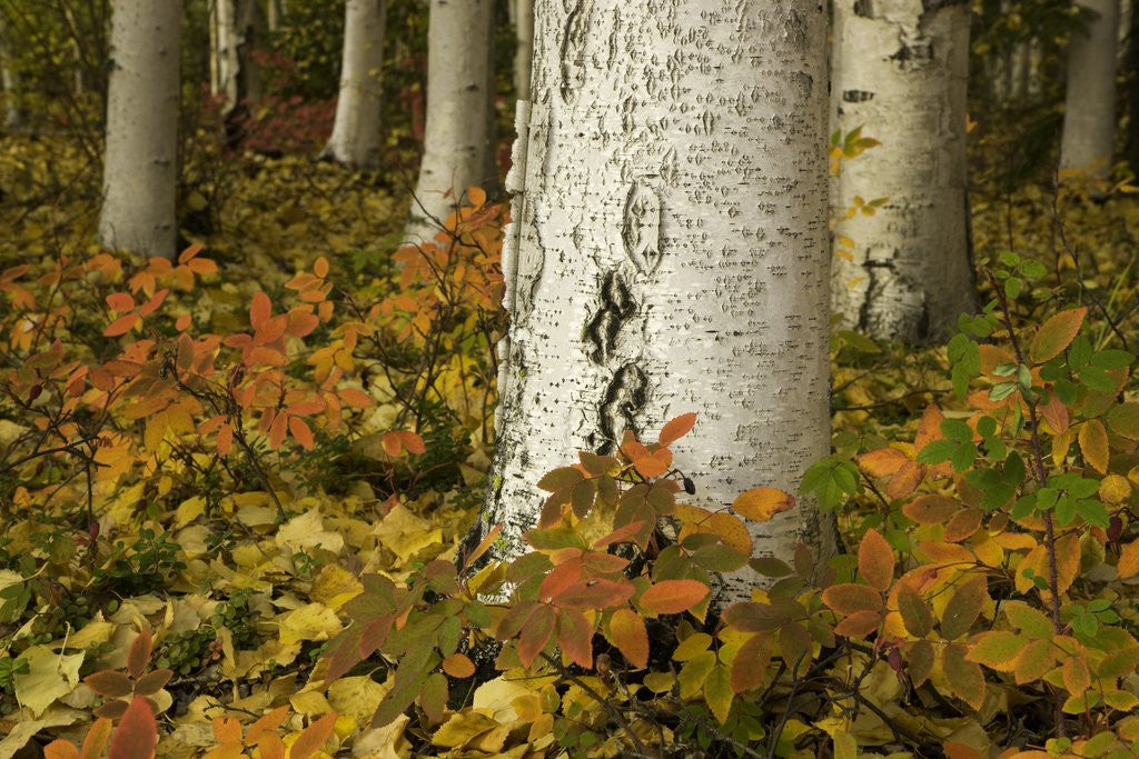 Detail of Colorful Autumn Leaves and White Trunks of Aspen Trees by Anonymous