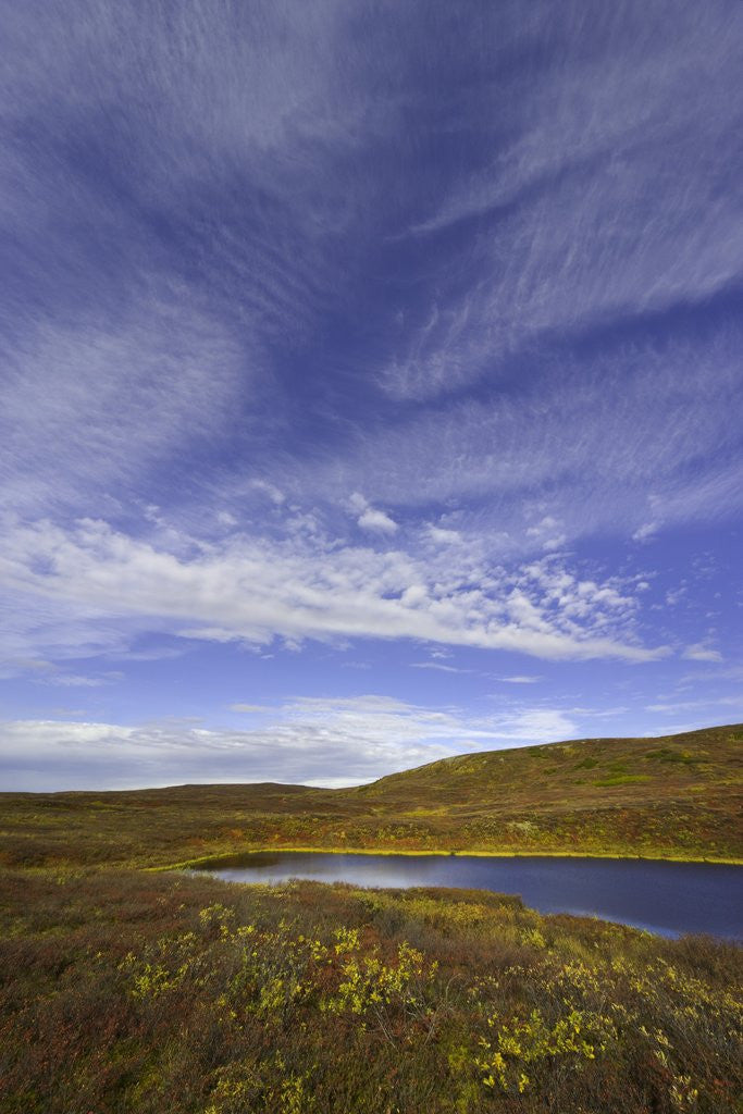 Detail of Cirrus and Cumulus Clouds Above Autumn Tundra in Denali National Park by Anonymous