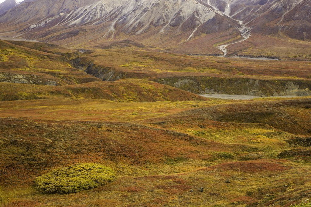 Detail of Fall colors on the tundra in Denali National Park by Corbis