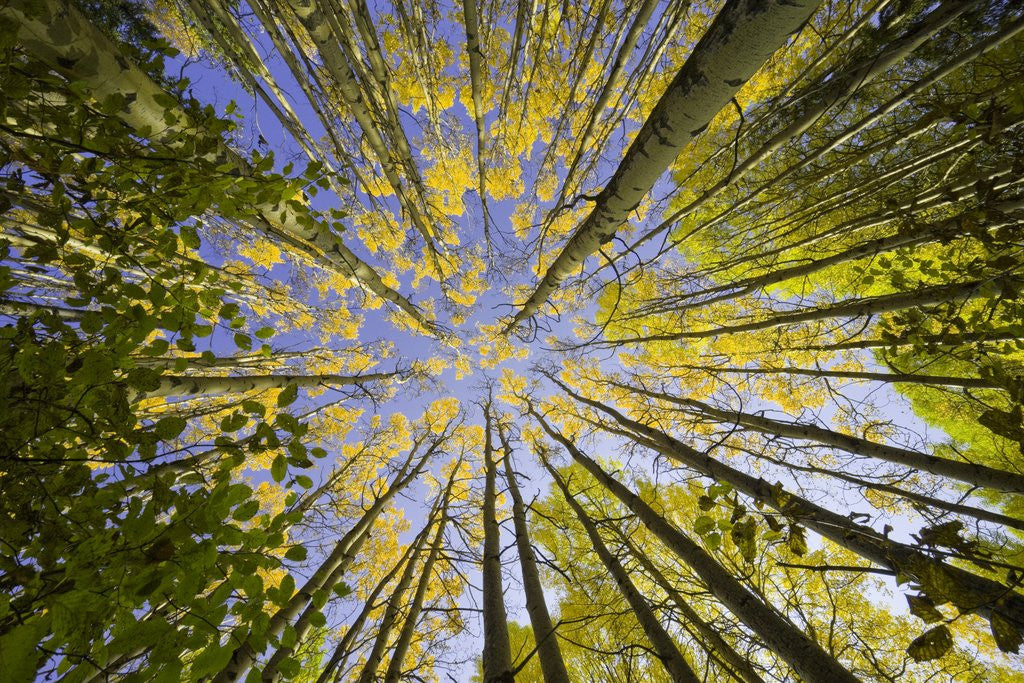 Detail of Golden Aspen Trees Seen From Below by Anonymous