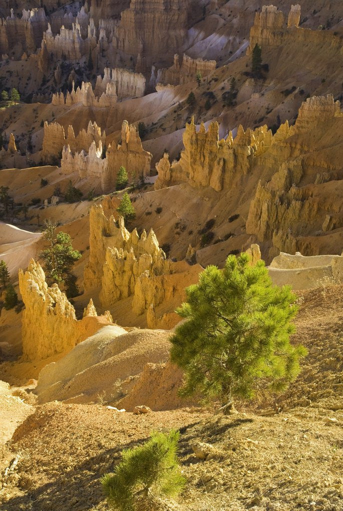 Detail of Sandstone hoodoos seen from Sunset Point in Bryce Canyon National Park by Anonymous