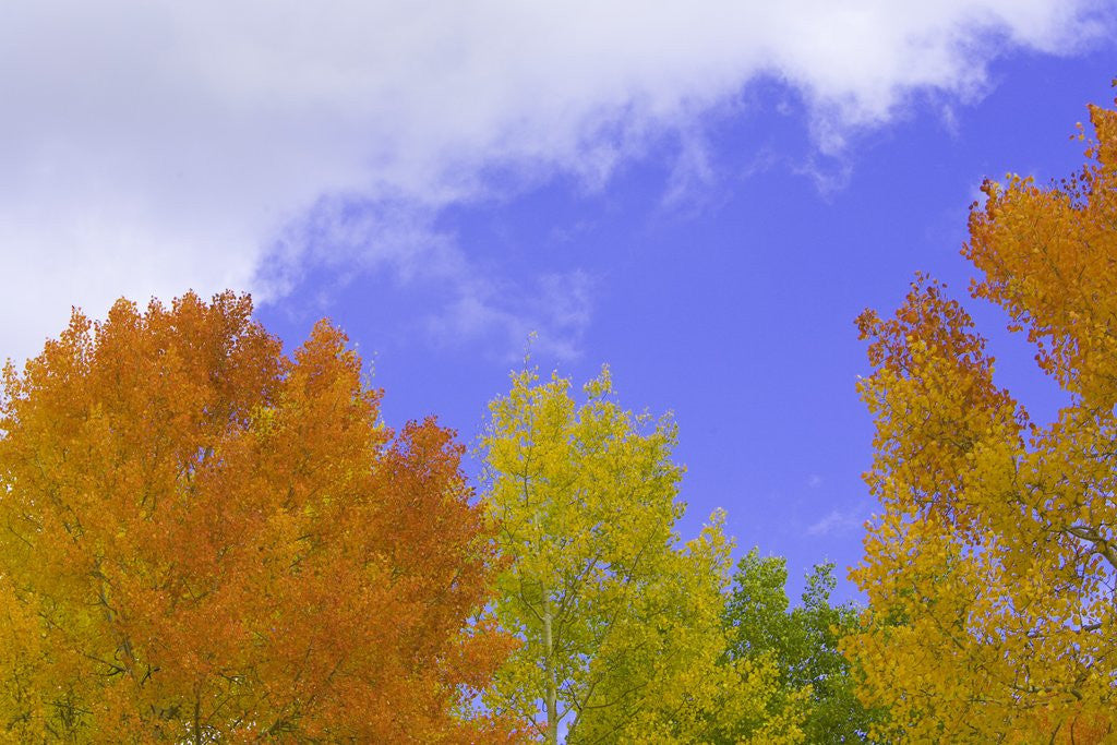 Detail of Quaking aspens in fall colors in Grand Teton National Park by Anonymous