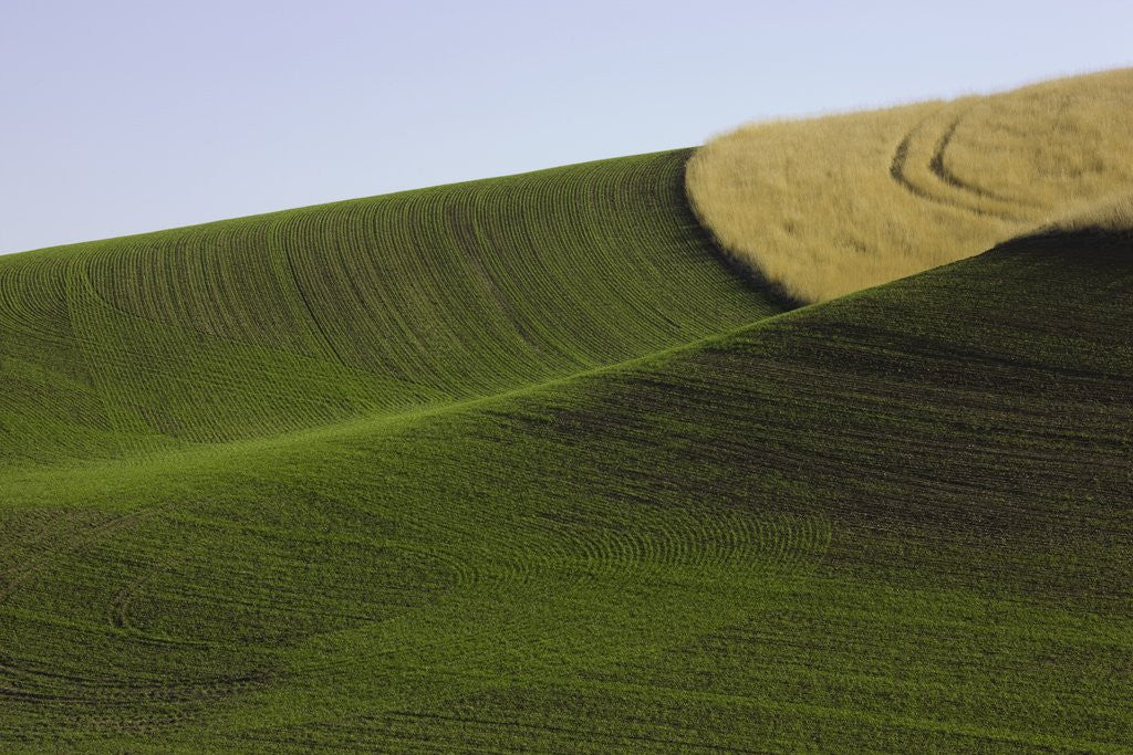 Detail of Green and yellow wheat fields in the Palouse Hills of Washington by Anonymous