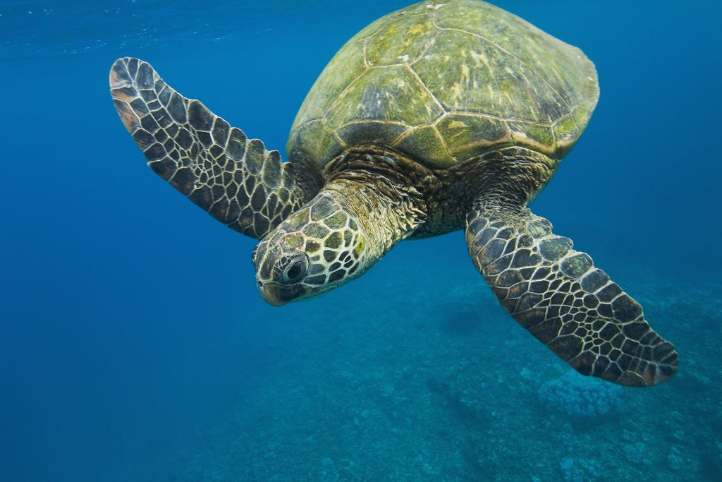 Detail of Adult green sea turtle (Chelonia mydas) in the protected marine sanctuary at Honolua Bay by Anonymous