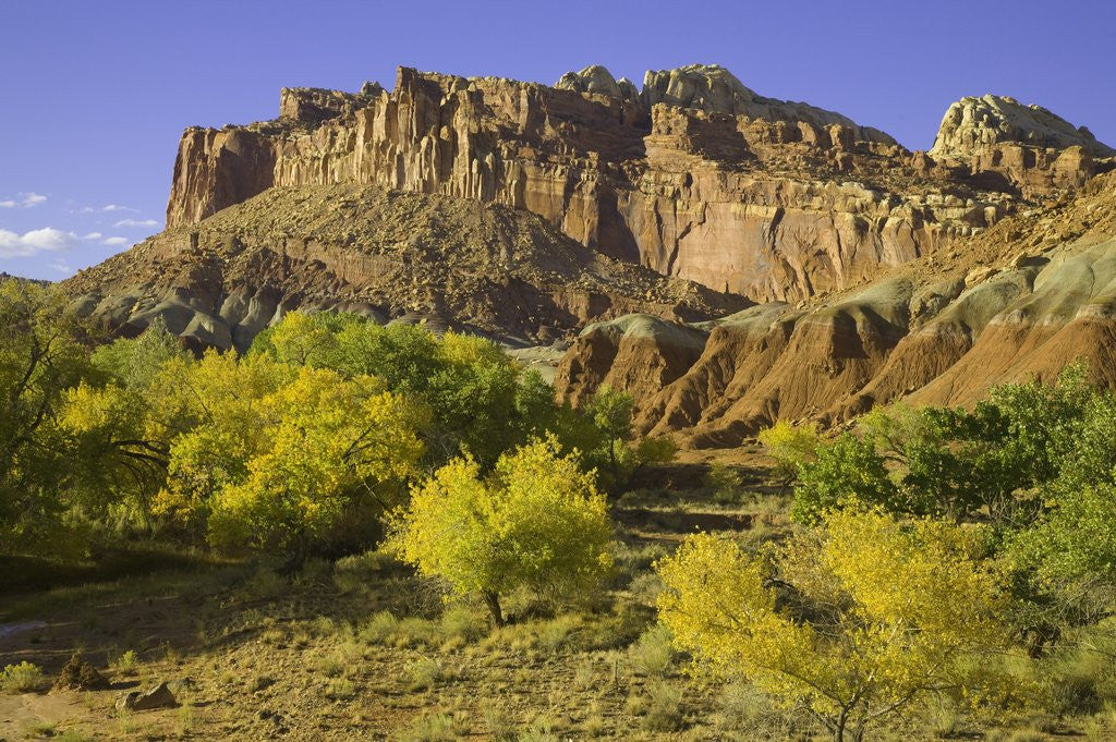 Detail of Cottonwood trees and sandstone bluffs in Capitol Reef National Park by Anonymous