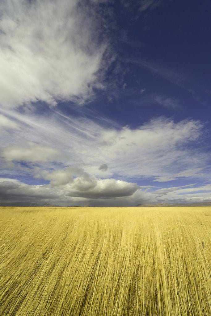 Detail of Cumulus clouds above wetland grasses in Klamath Basin National Wildlife Refuge by Anonymous