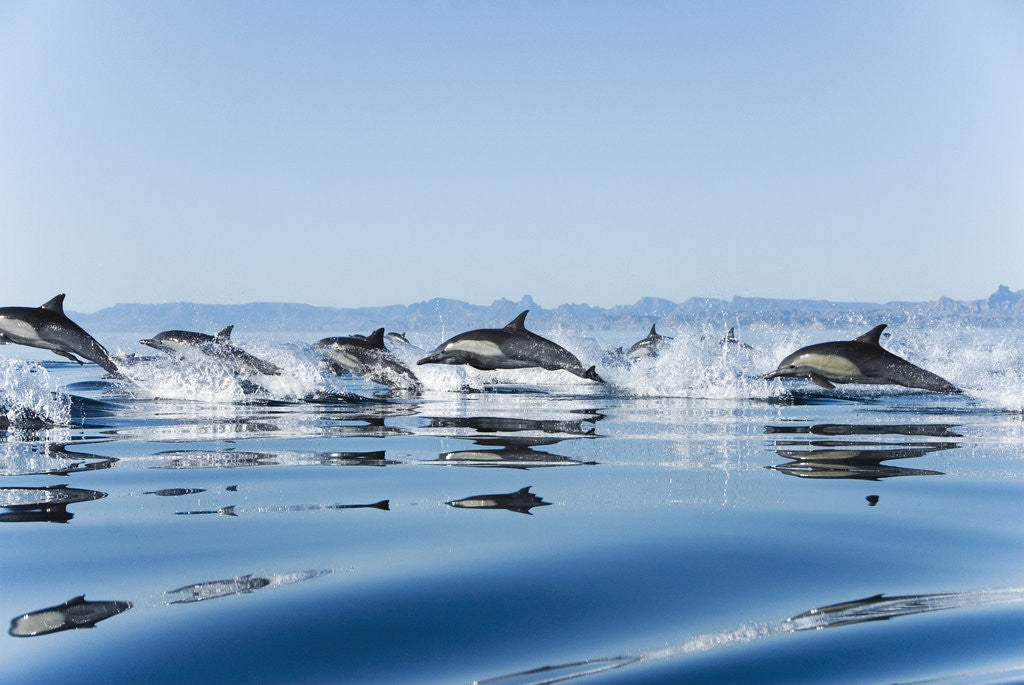 Detail of Common dolphin (delphinus delphis) Gulf of California Mexico. by Anonymous