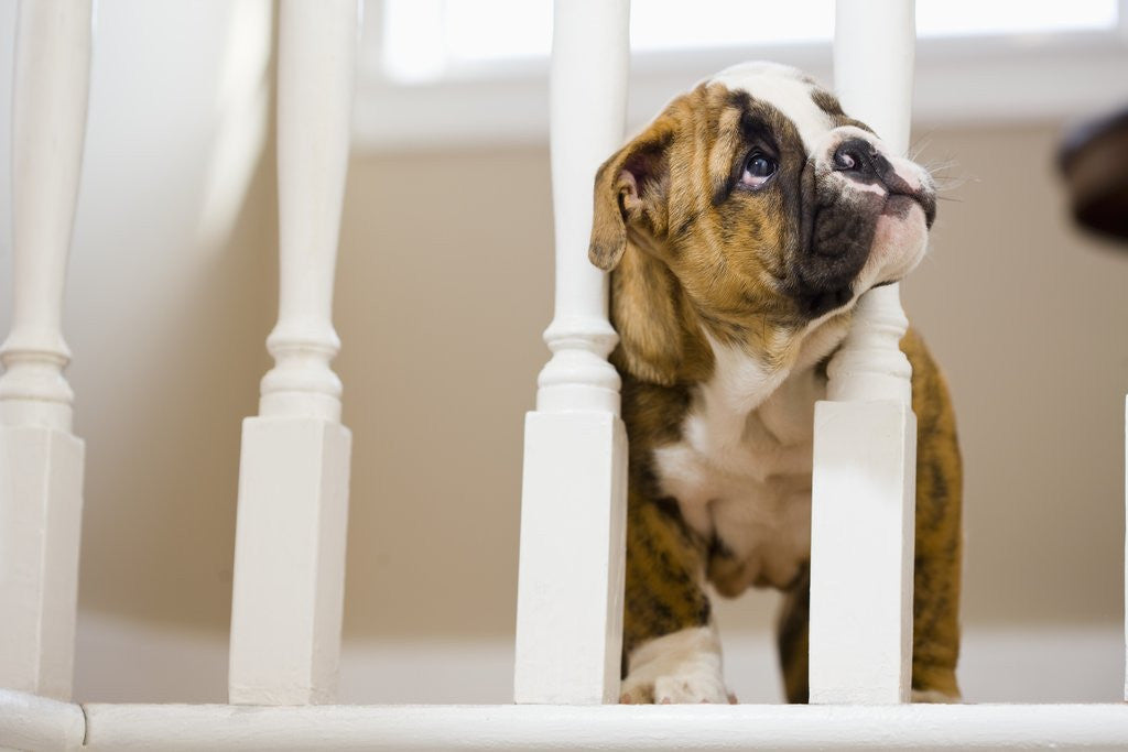 Detail of Bulldog puppy with head between balusters by Anonymous