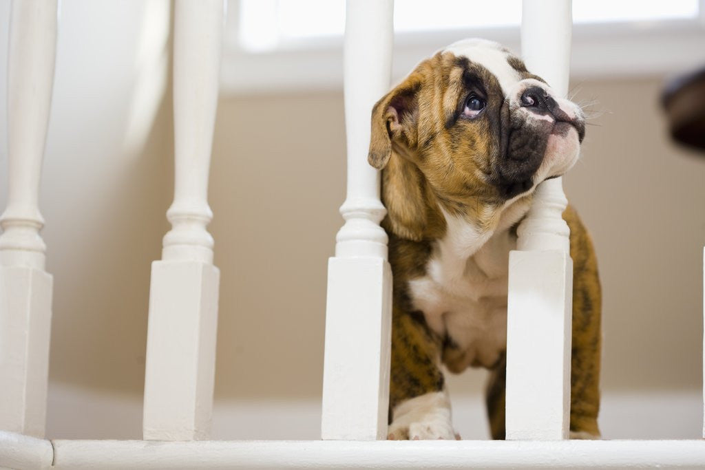 Detail of Bulldog puppy with head between balusters by Corbis