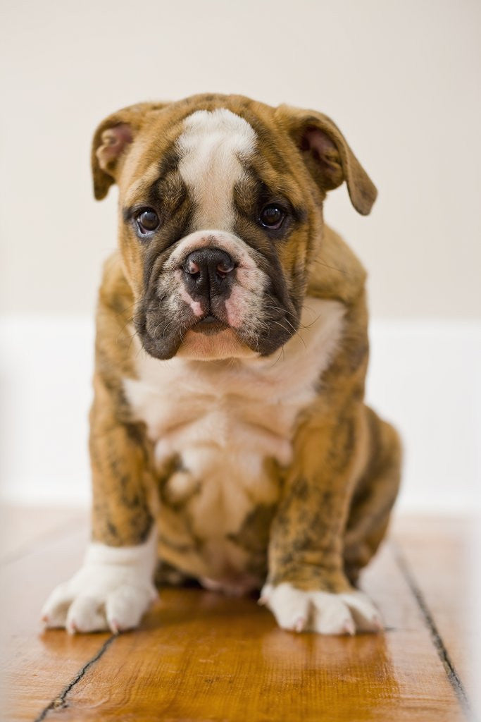 Detail of Bulldog puppy by Anonymous