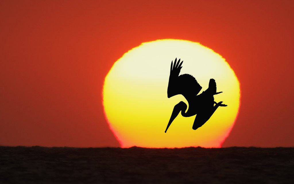 Detail of Brown Pelican Diving in Front of Setting Sun by Anonymous