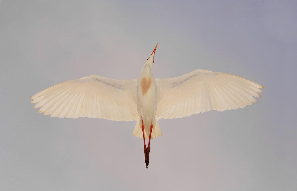 Detail of Cattle egret by Anonymous