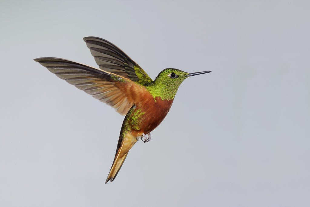 Detail of Chestnut-breasted Coronet in Flight by Anonymous