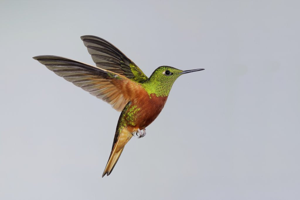 Detail of Chestnut-breasted Coronet in Flight by Corbis