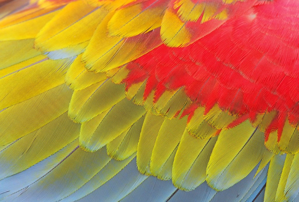 Detail of Feathers of a Scarlet Macaw by Anonymous