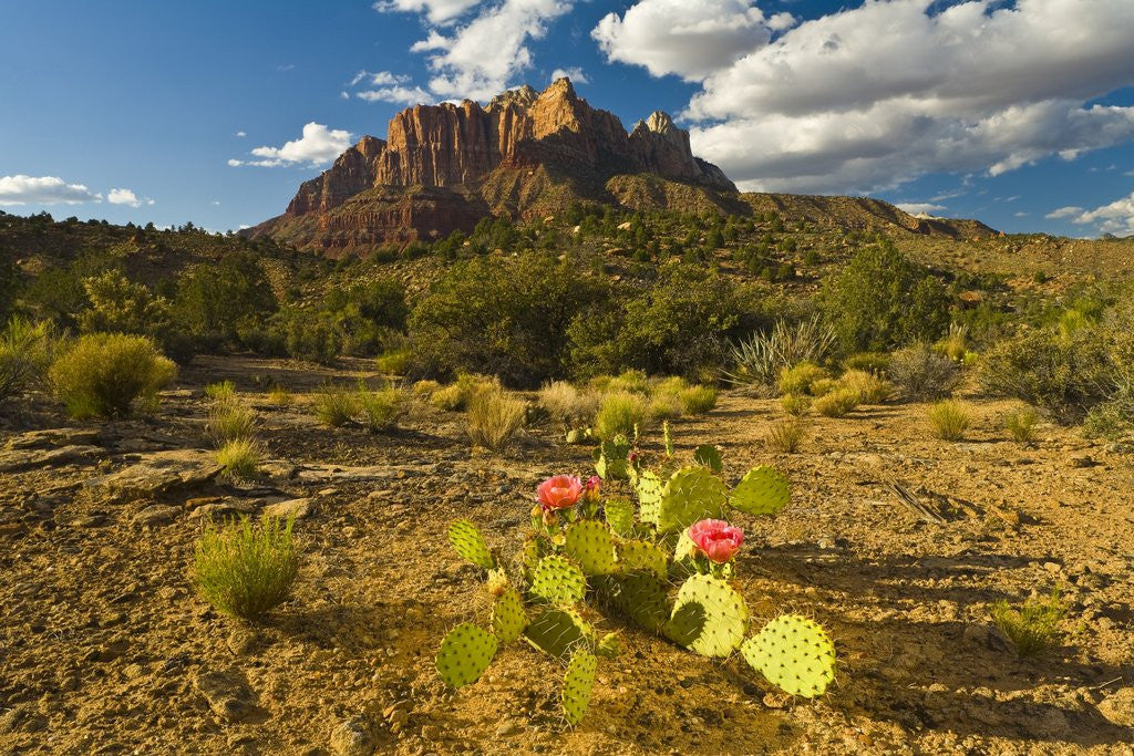 Detail of Valley below Mount Kinesava by Anonymous