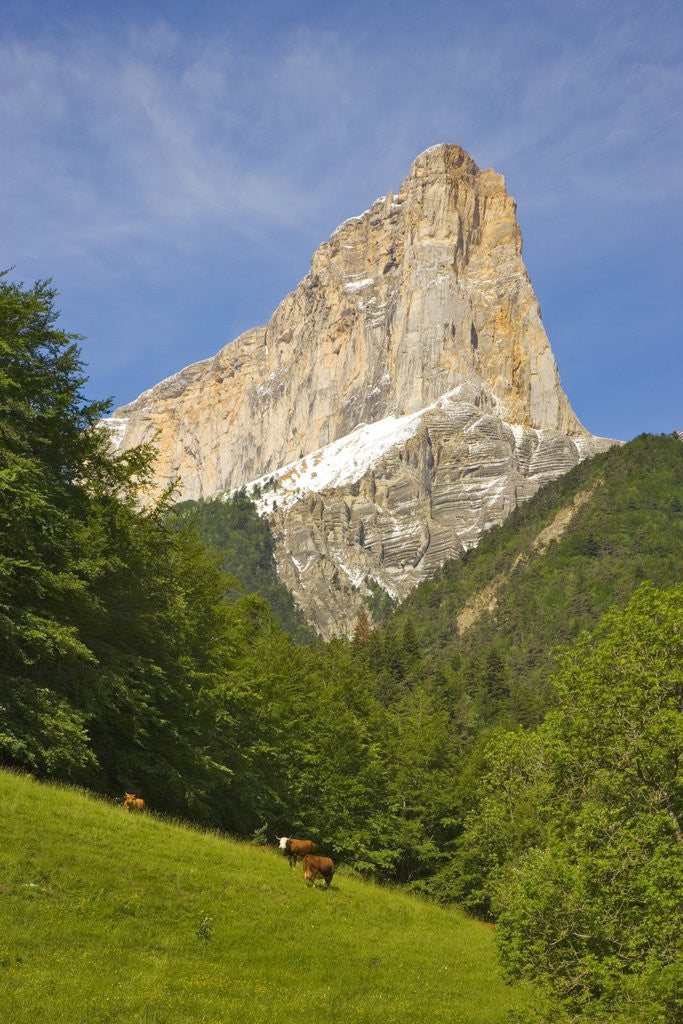 Detail of Cattle grazing at the foot of Mont Aiguille by Corbis