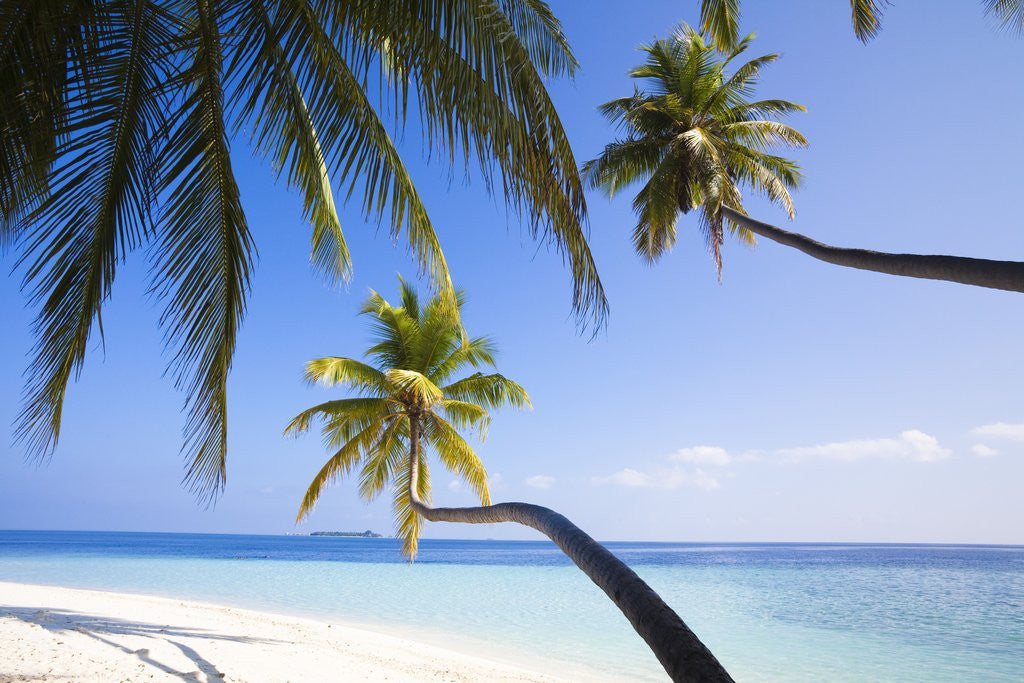 Detail of Coconut palm trees shading the beach and lagoon by Anonymous