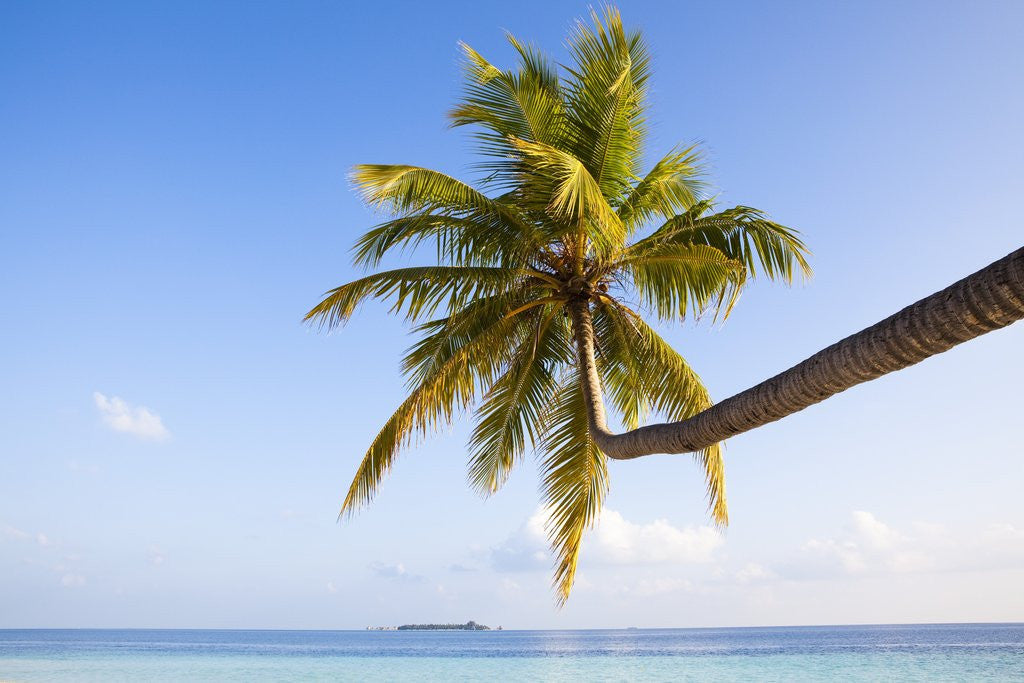 Detail of Coconut palm tree by the lagoon by Anonymous