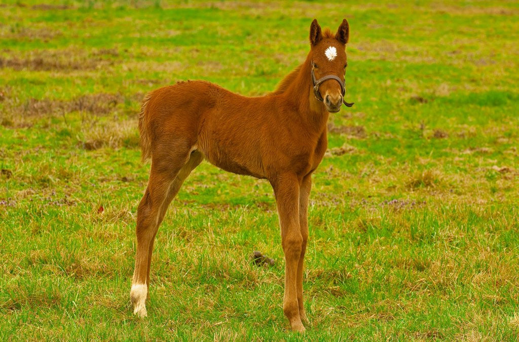 Detail of Thoroughbred foal at Stonestreet Farms by Anonymous