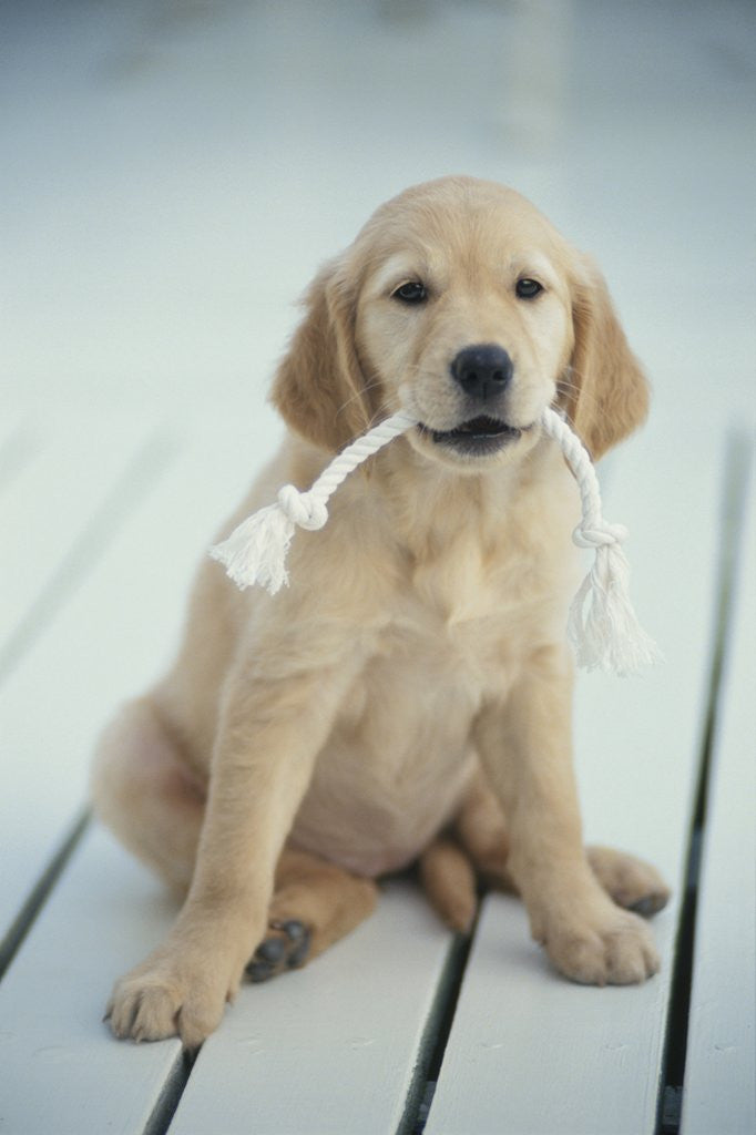 Detail of Golden Retriever with Rope in Mouth by Corbis