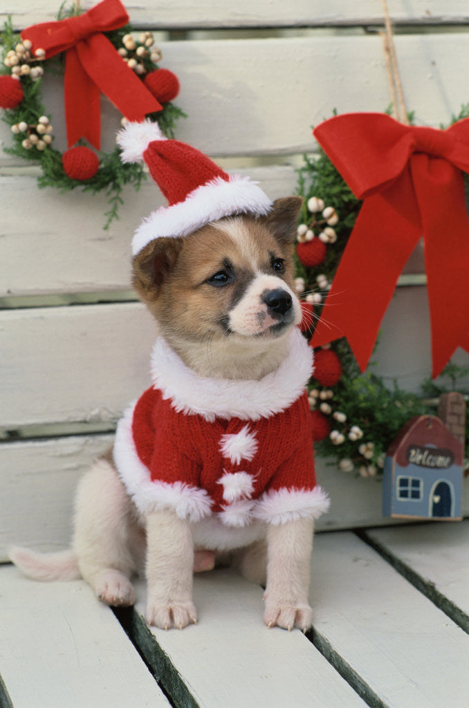 Detail of Dog Dressed Up as Santa Claus by Corbis