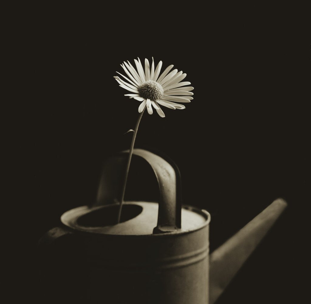 Detail of Single Daisy in Antique Watering Can by Tom Marks