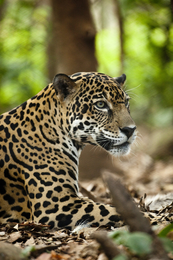 Detail of Captive Jaguar at Las Pumas Rescue Shelter by Anonymous