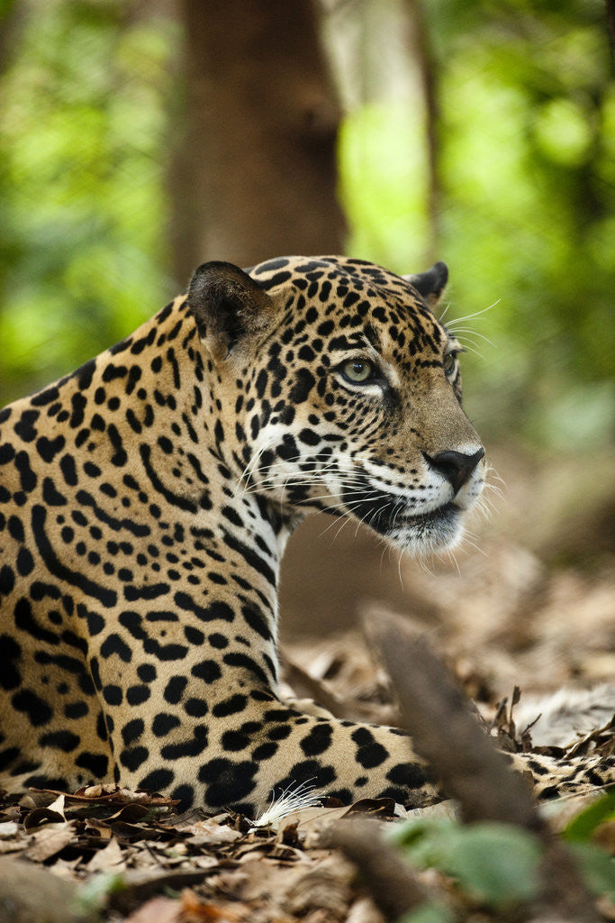 Detail of Captive Jaguar at Las Pumas Rescue Shelter by Corbis