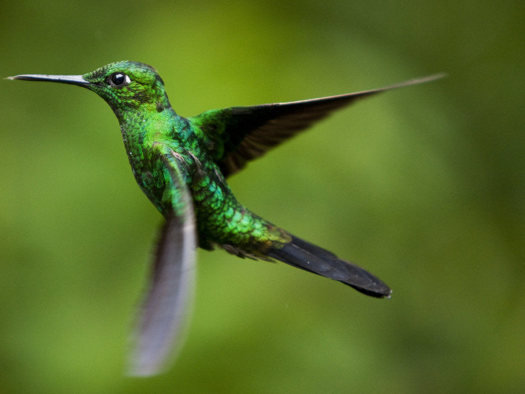 Detail of Steely-Vented Hummingbird in Flight by Anonymous