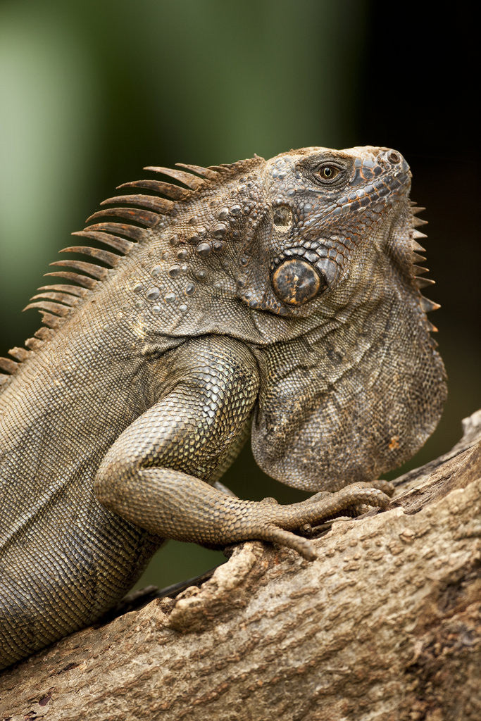 Detail of Green Iguana, Costa Rica by Corbis