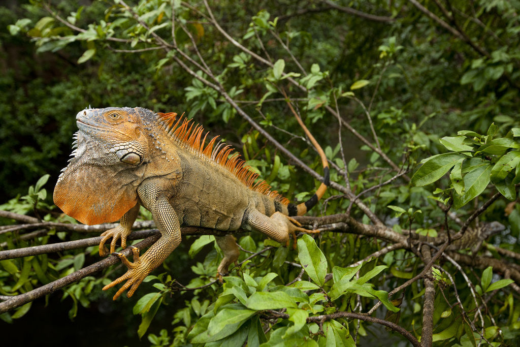Detail of Green Iguana in a Tree in Costa Rica by Corbis