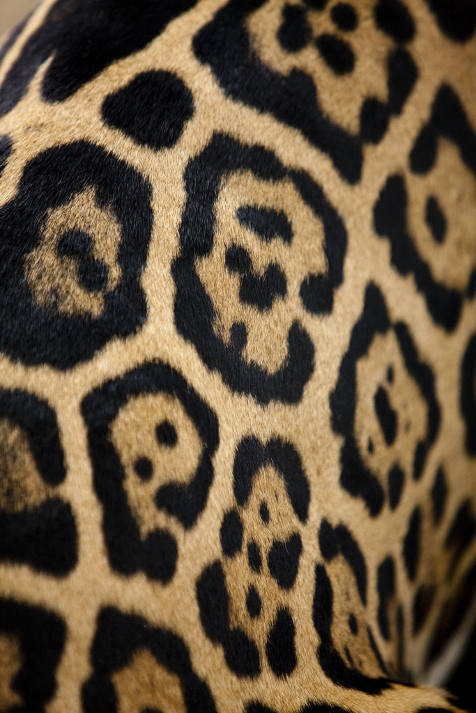 Detail of Captive Jaguar at Las Pumas Rescue Shelter by Anonymous