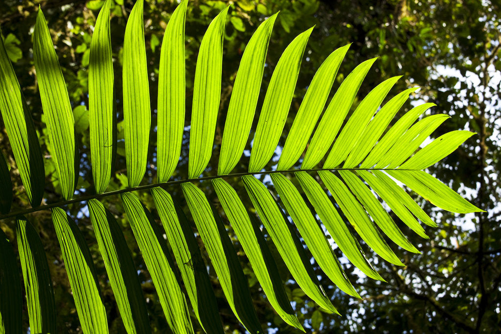 Detail of Lush Vegetation of Forest Floor at the Los Angeles Cloud Forest Reserve by Anonymous
