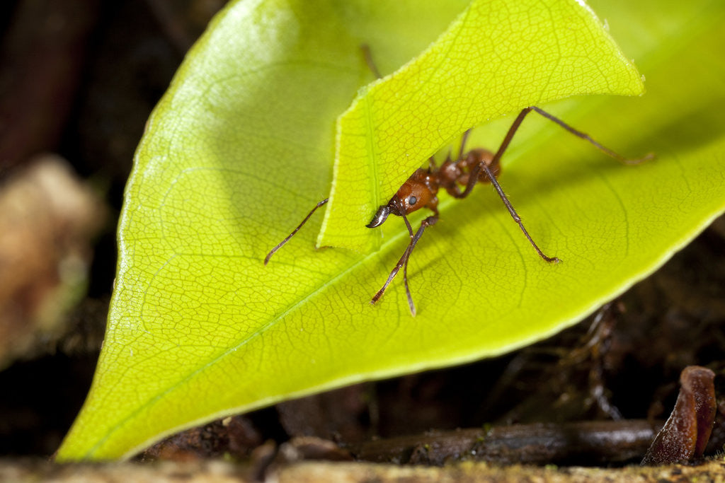Detail of Leaf Cutter Ant in Costa Rica by Anonymous