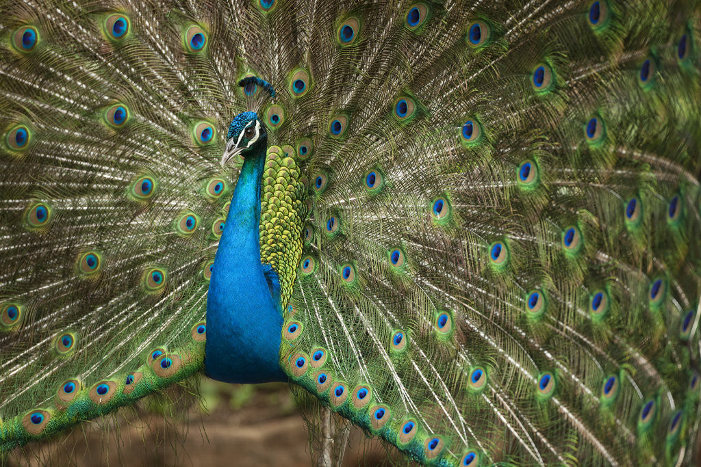 Detail of Male Indian Peacock in Costa Rica by Anonymous