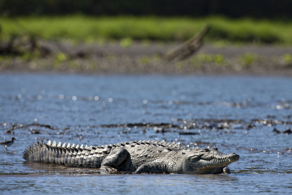 Detail of American Crocodile in the Rio Tarcoles River by Anonymous