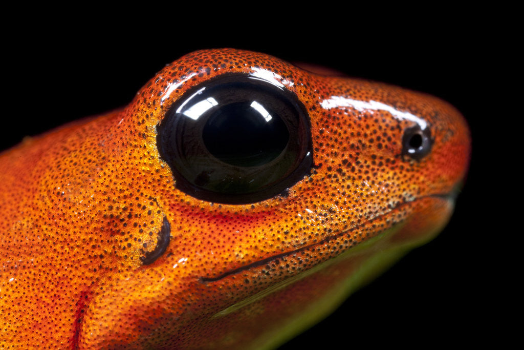 Detail of Strawberry Poison Dart Frog in Costa Rica by Anonymous