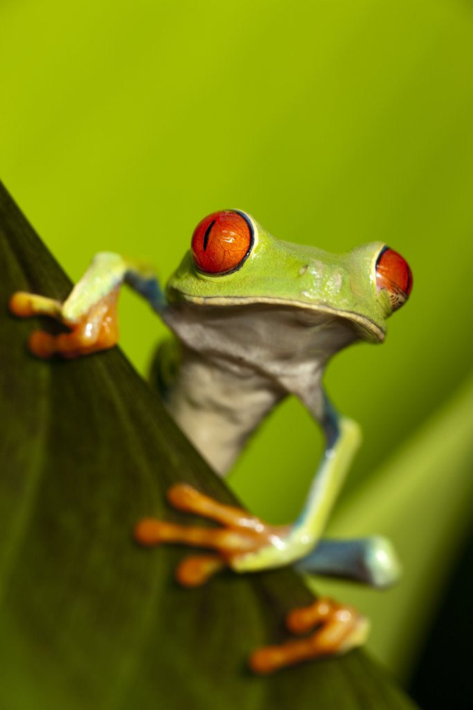 Detail of Tree Frog in Costa Rica by Anonymous