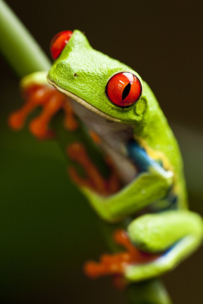 Detail of Red-eyed tree frog on stem by Anonymous