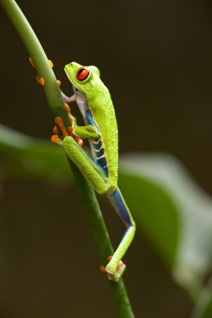 Detail of Tree Frog in Costa Rica by Corbis