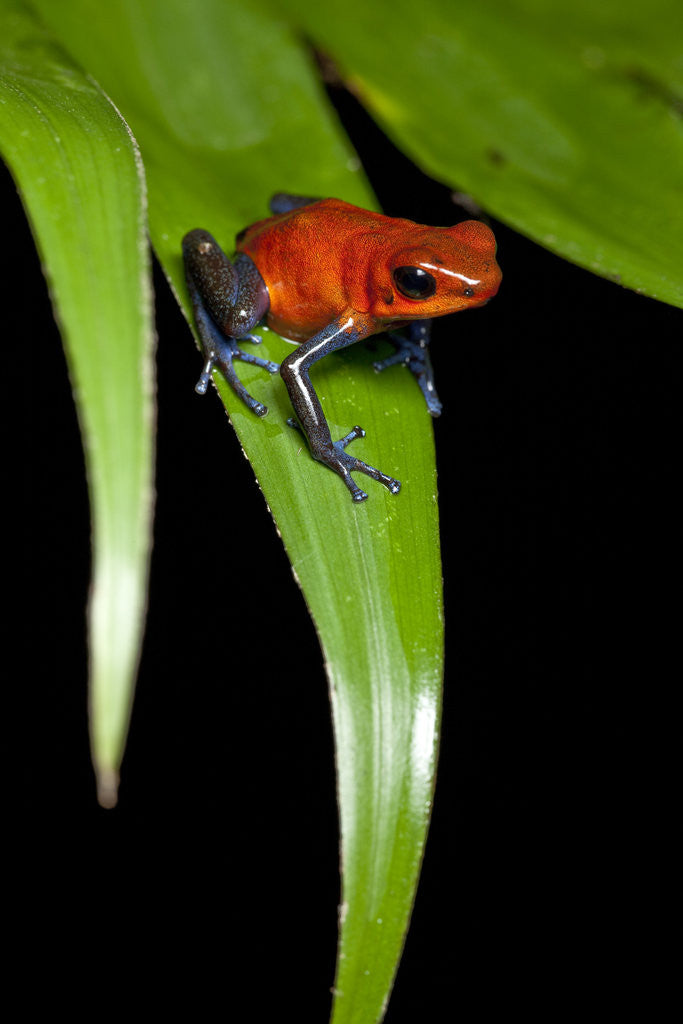 Detail of Strawberry Poison Dart Frog in Costa Rica by Anonymous