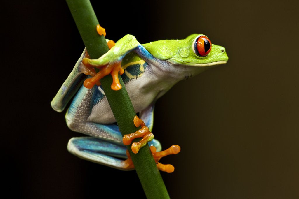 Detail of Red-Eyed Tree Frog in Costa Rica by Anonymous