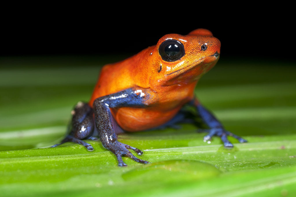Detail of Strawberry Poison Dart Frog in Costa Rica by Anonymous