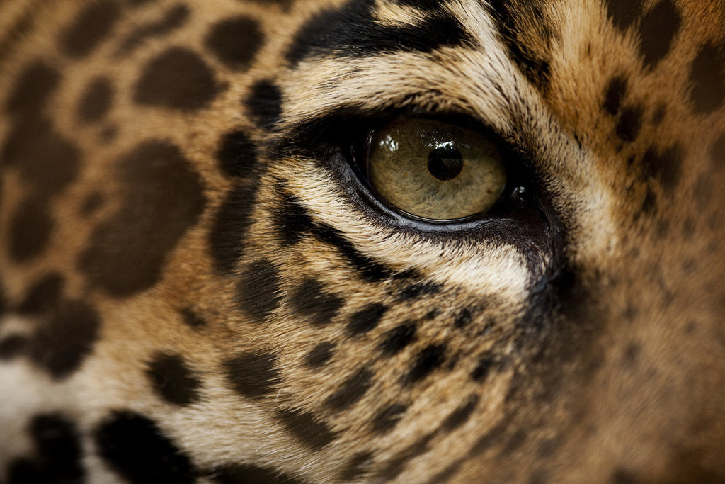 Detail of Captive Jaguar at Las Pumas Rescue Shelter by Anonymous