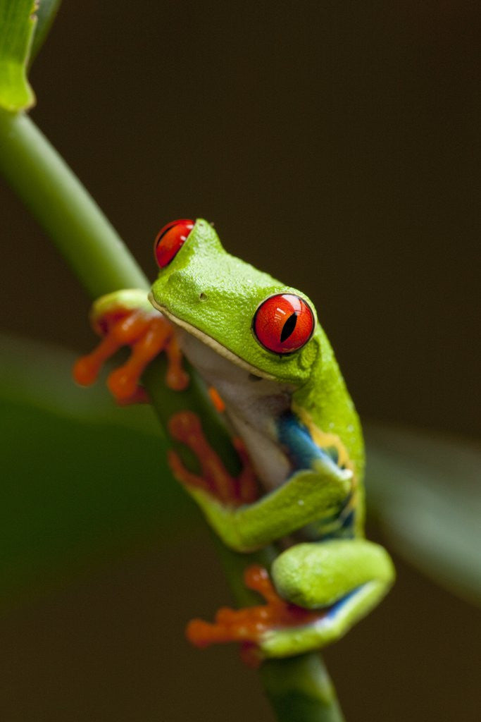 Detail of Red-Eyed Tree Frog in Costa Rica by Corbis